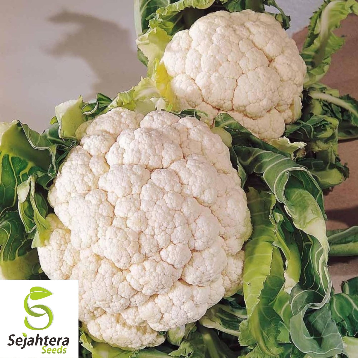 400+ Cauliflower Seeds - Self Blanching, Non-GMO & Heirloom Variety