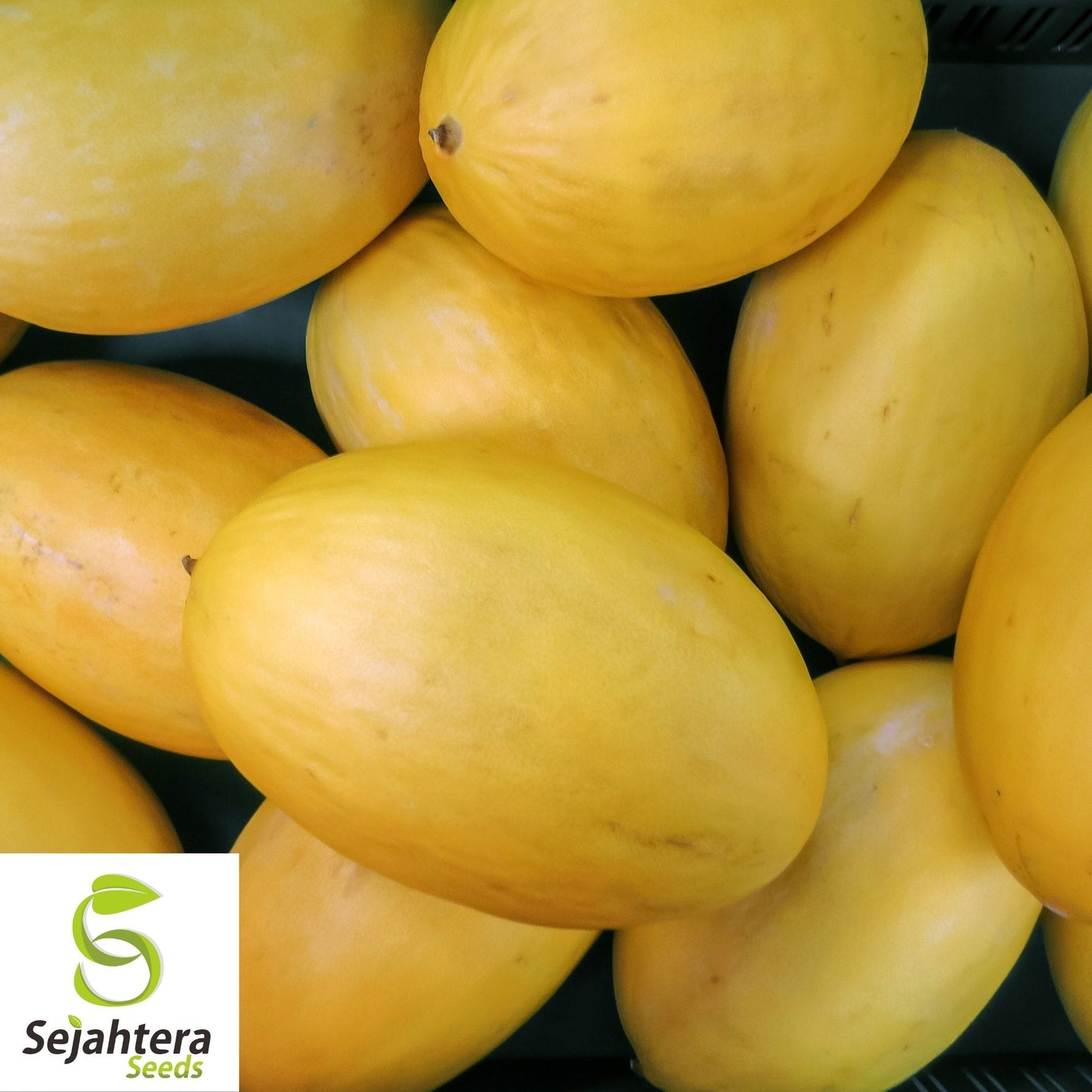 Canary Melon Seeds 25+ | Heirloom Yellow Fruit Cucumis Melo NON-GMO USA