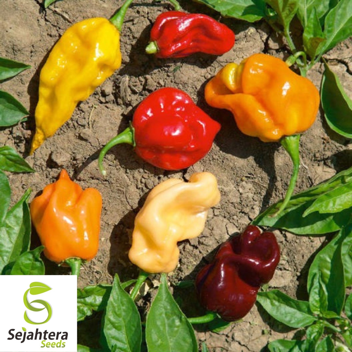 25 Caribbean Red Habanero Pepper Seeds - Non-GMO, Extra Spicy Variety