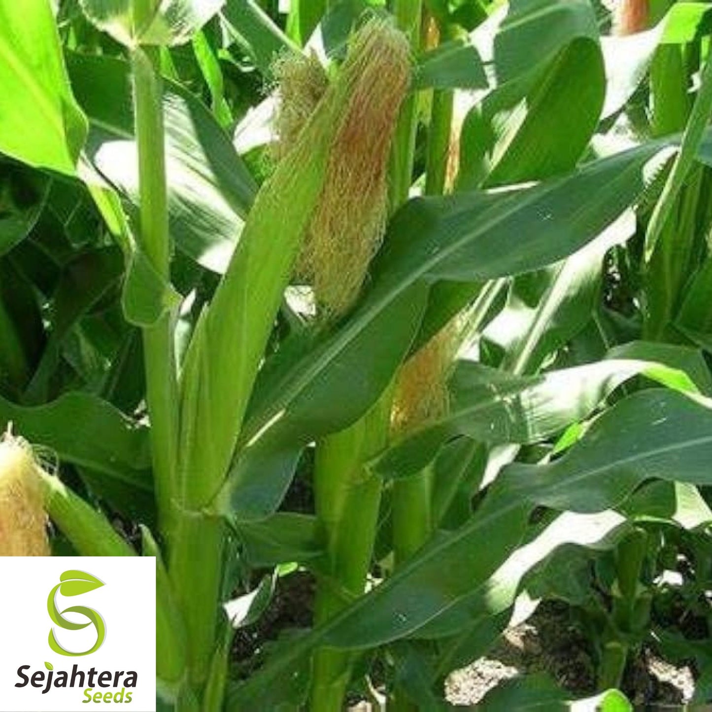 25 Trucker's Favorite Yellow Corn Seeds - Heirloom, Non-GMO, Sweet & Versatile