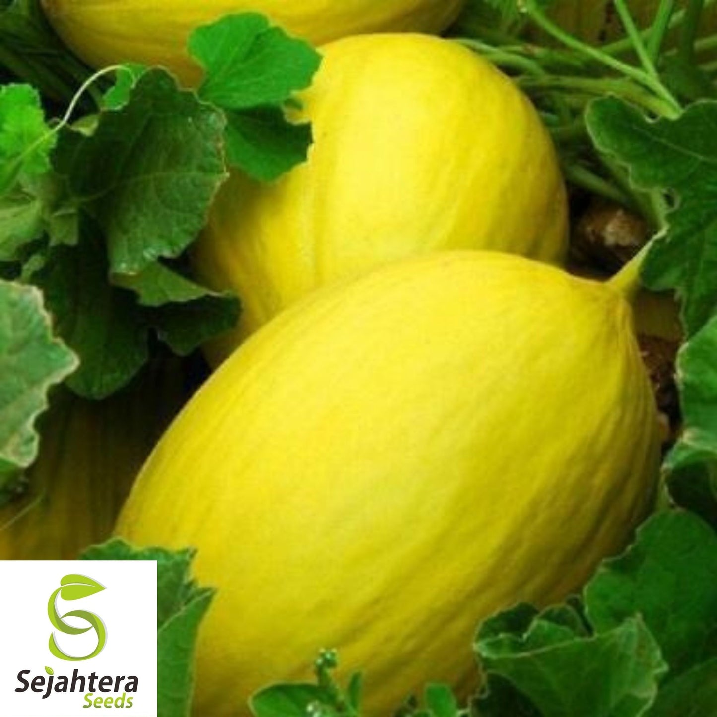 Canary Melon Seeds 25+ | Heirloom Yellow Fruit Cucumis Melo NON-GMO USA