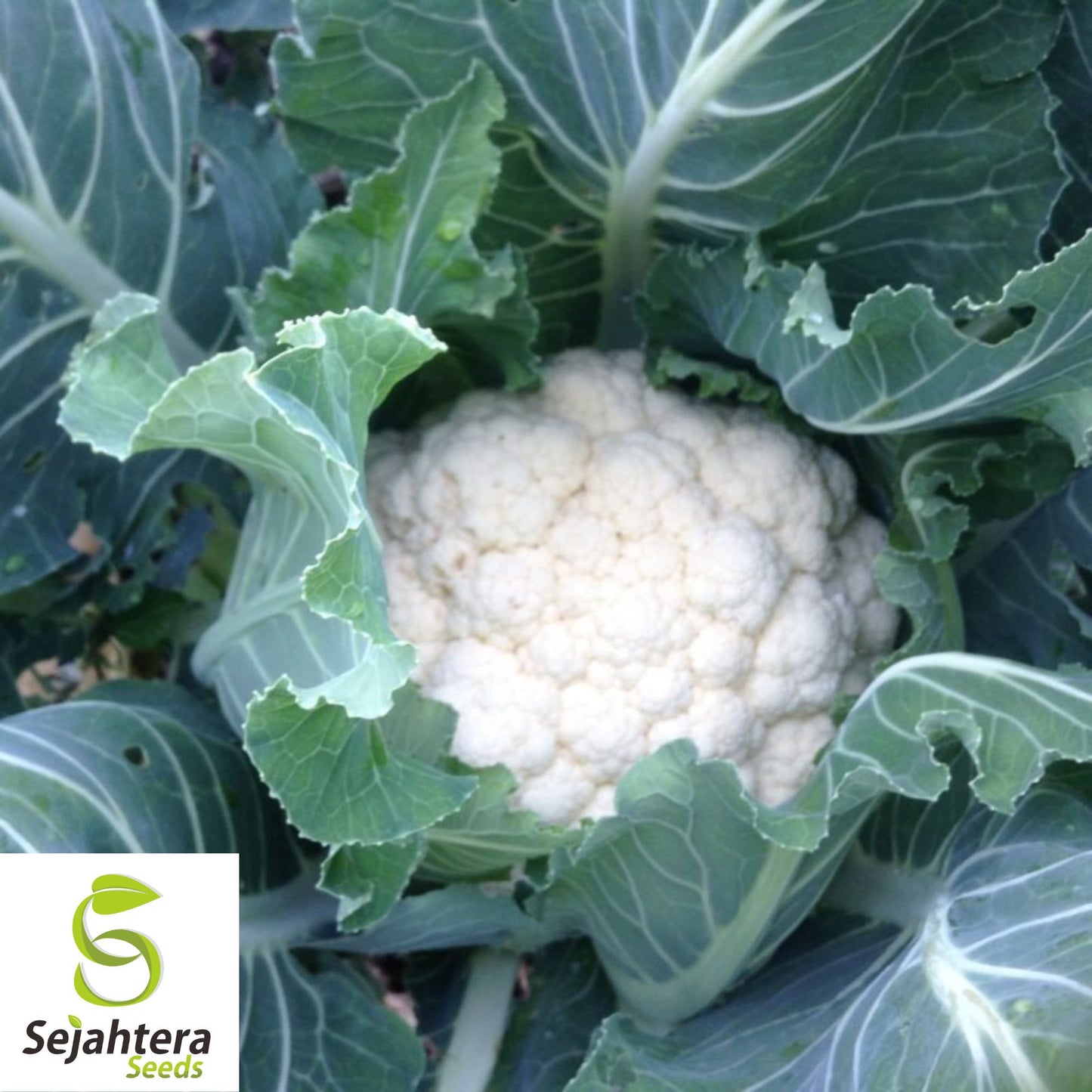 400+ Cauliflower Seeds - Self Blanching, Non-GMO & Heirloom Variety