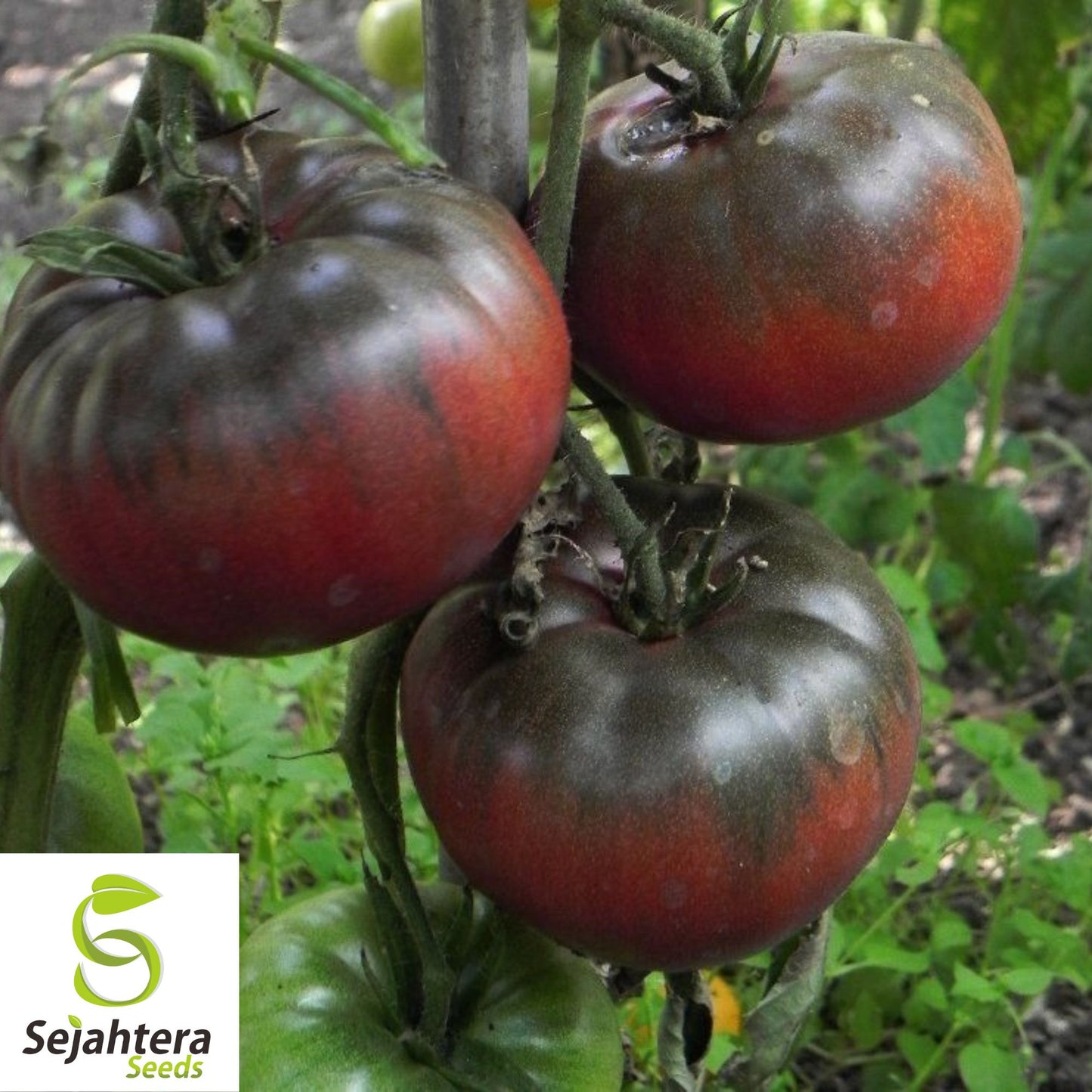 Black Krim Tomato Seeds - 120+ Heirloom, Organic, Non-GMO & Rich Flavor