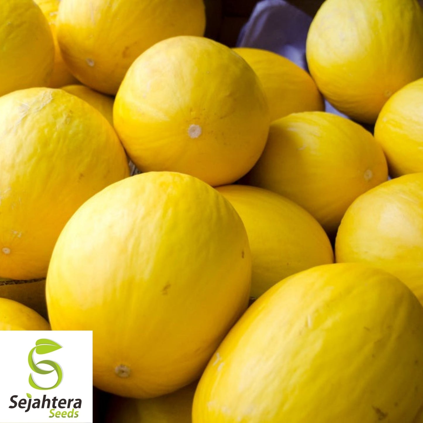 Canary Melon Seeds 25+ | Heirloom Yellow Fruit Cucumis Melo NON-GMO USA