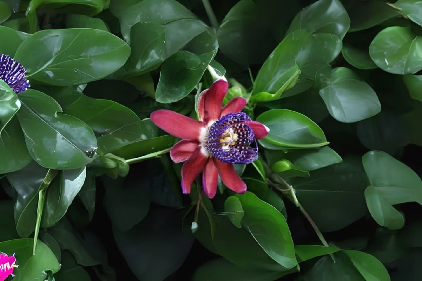 Ruby Glow Passion Flower Vine Live Plant - Passiflora phoenicea - Fragrant Purple Maroon Red Violet Flower - Starter Size 4" Root Zone