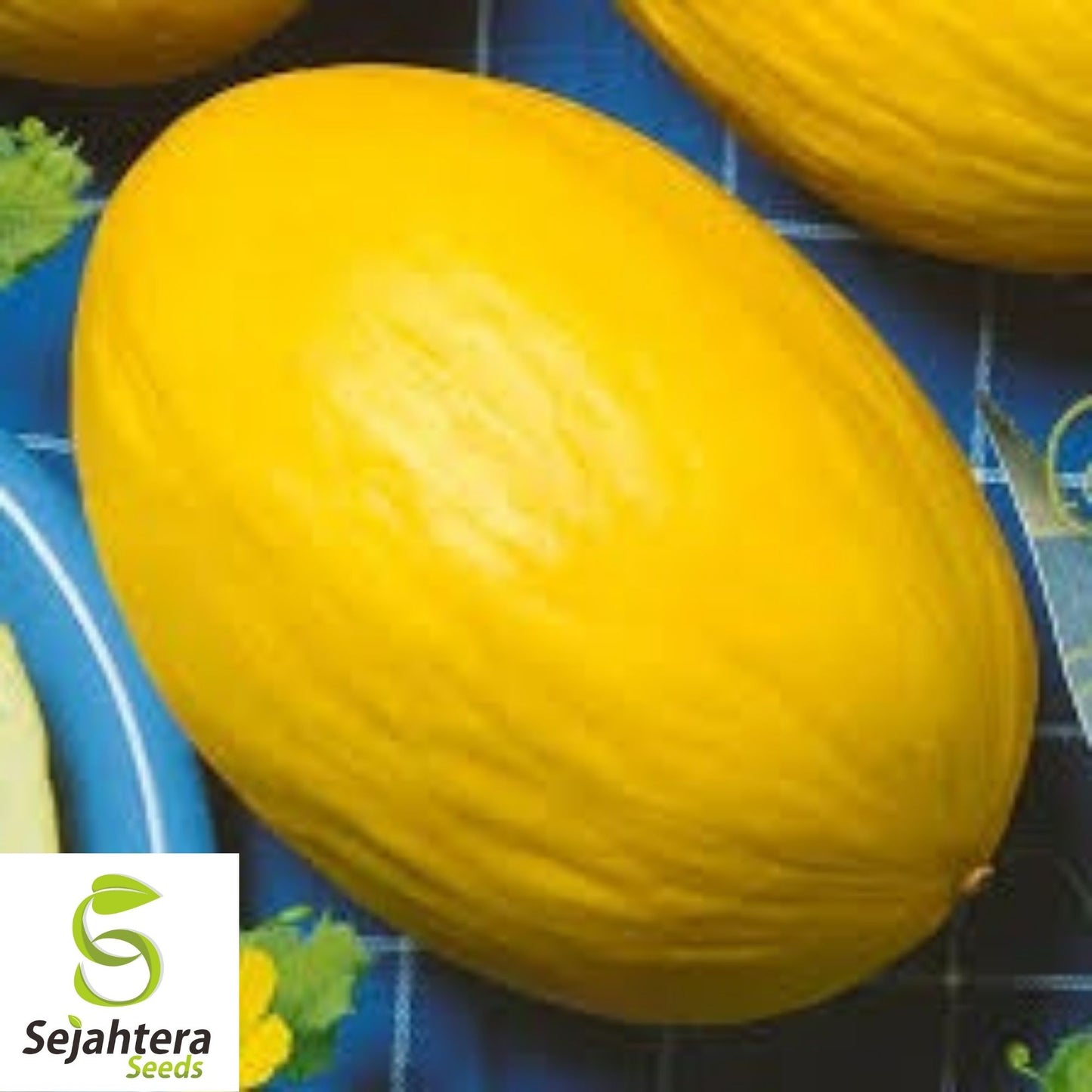 Canary Melon Seeds 25+ | Heirloom Yellow Fruit Cucumis Melo NON-GMO USA