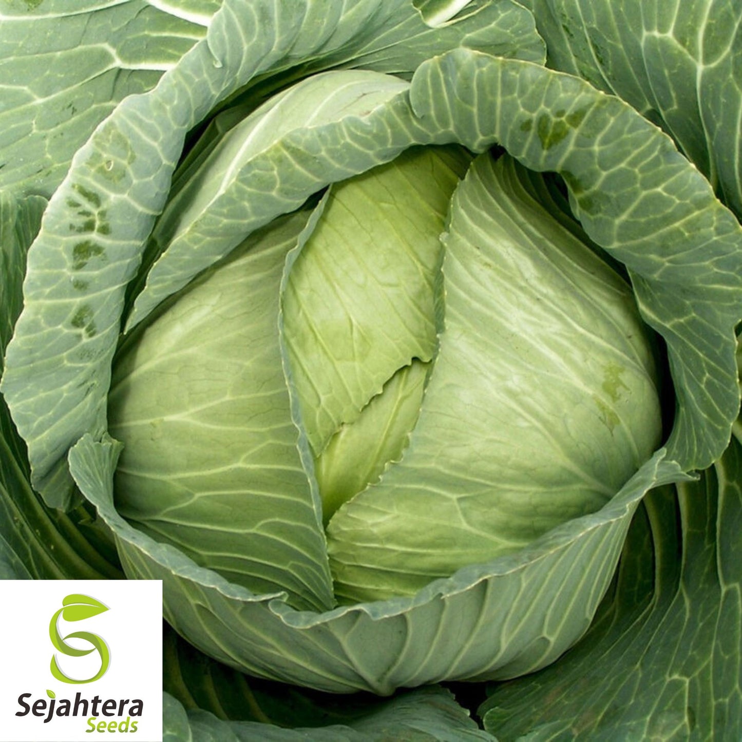 Late Flat Dutch Cabbage Seeds - 500+ Heirloom - Large Heads & Non-GMO