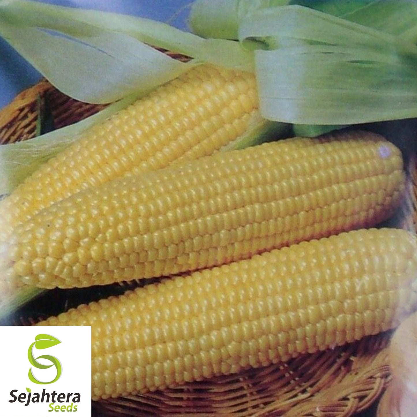 25 Trucker's Favorite Yellow Corn Seeds - Heirloom, Non-GMO, Sweet & Versatile