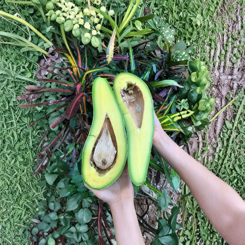Russell Avocado Tree – Persea americana Air Layered Tree | 3–4 Feet Tall | Long Neck Variety Premium Long Fruit | Fast Establishing | No Shipping to CA