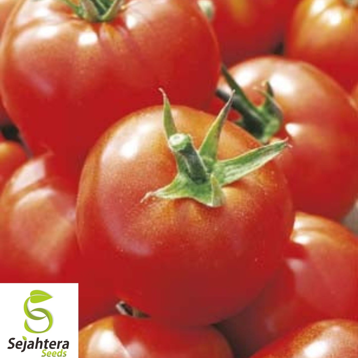 120+ Siberian Tomato Seeds - Heirloom, Organic, Non-GMO, Early & Cold-Tolerant