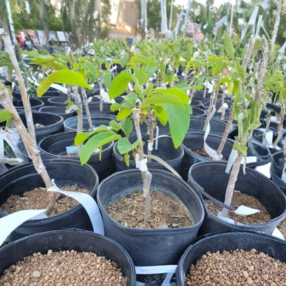 Pierce Cherimoya – Annona cherimola Live Grafted Tree | 1–2 Feet Tall | Ships in 3 Gallon Pot Sweet Tropical Fruit | Premium Variety | Backyard Orchard Favorite