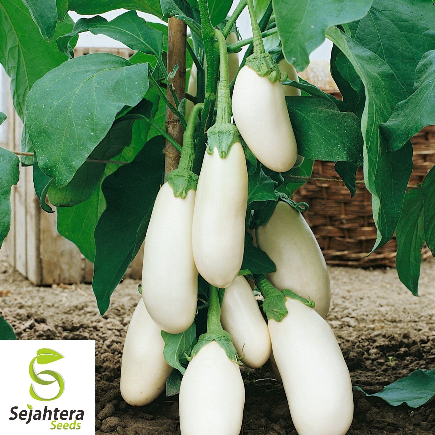 Casper White Eggplant Seeds - 100+ Heirloom, Organic, Non-GMO & Rare