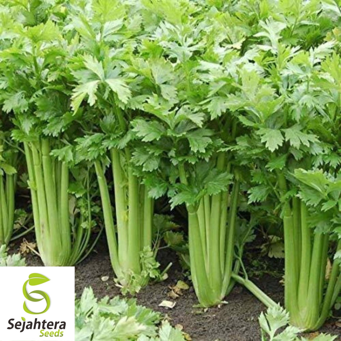 2750+ Celery Seeds Heirloom (Stringless) for Microgreens or Planting