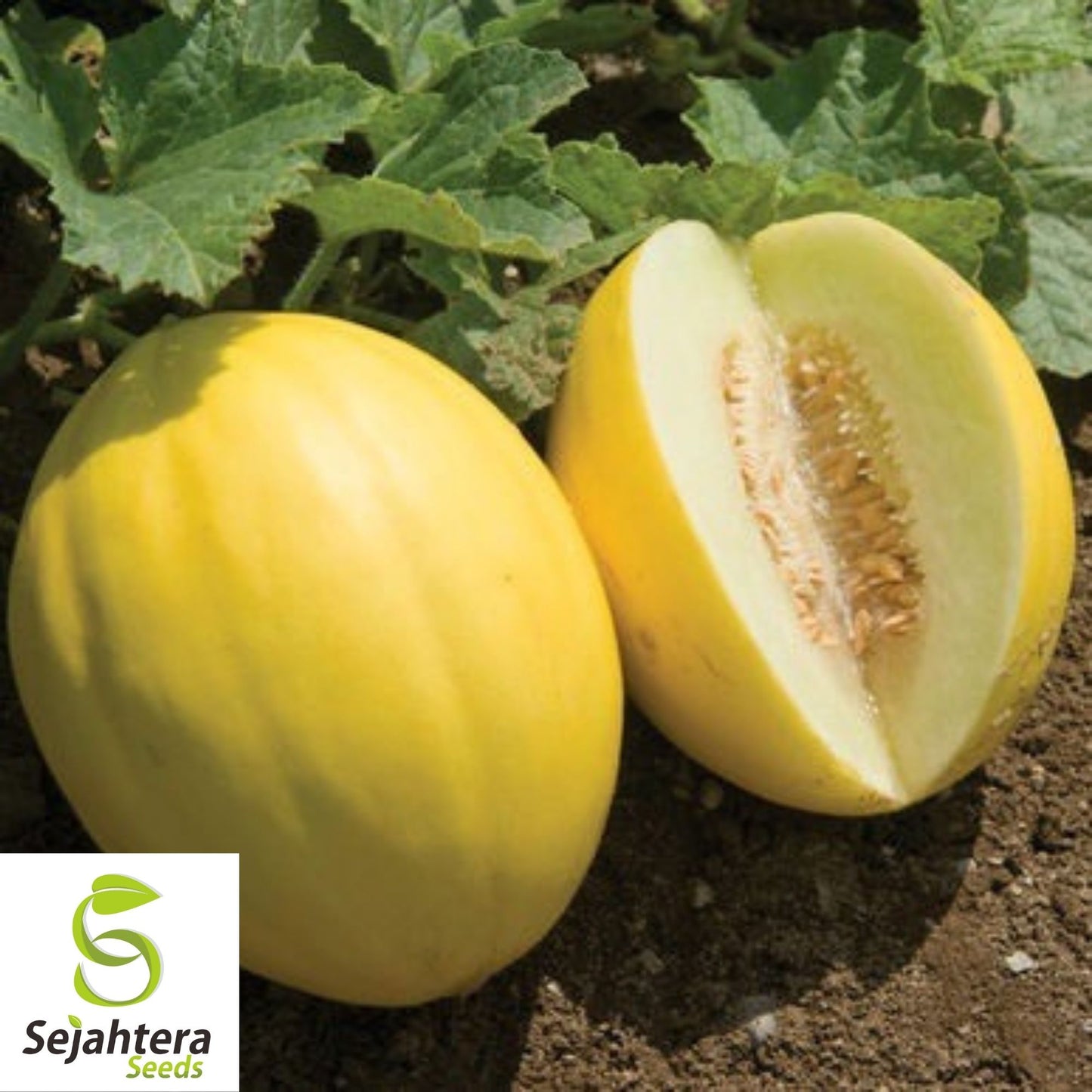 Canary Melon Seeds 25+ | Heirloom Yellow Fruit Cucumis Melo NON-GMO USA