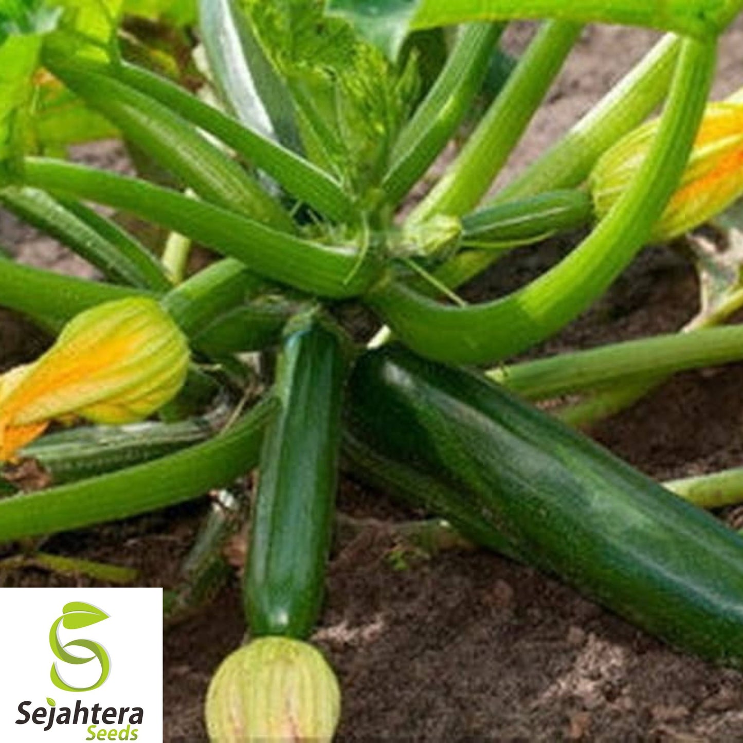 50+ Black Beauty Zucchini Seeds - Heirloom, Organic, Non-GMO, High-Yield & Fresh