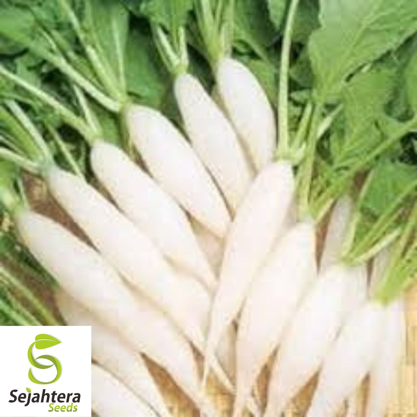 Daikon Radish Seeds 200+ Heirloom Non-GMO White Vegetable Seeds