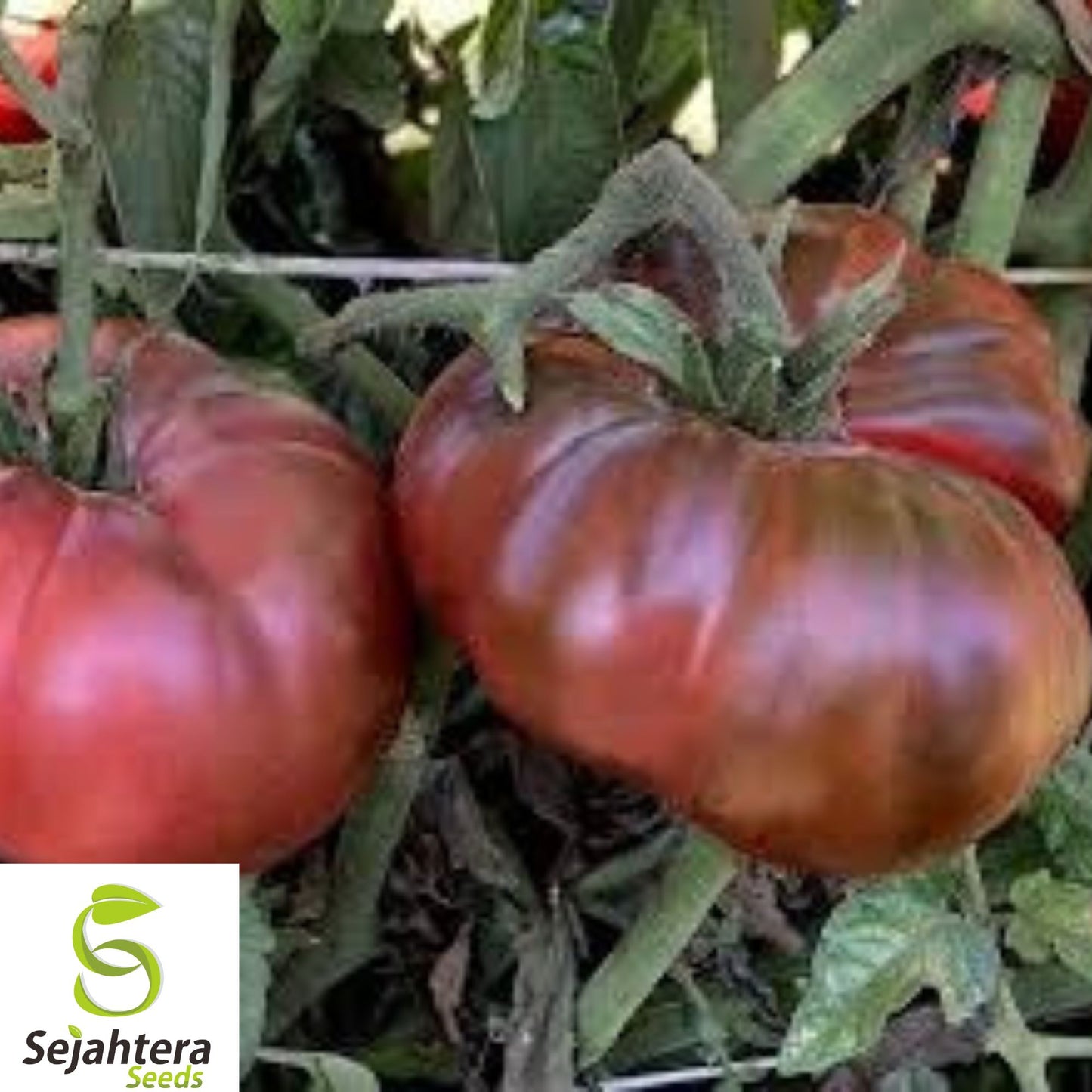 120+ Black From Tula Tomato Seeds - Heirloom, Organic, Non-GMO, Rare & Juicy