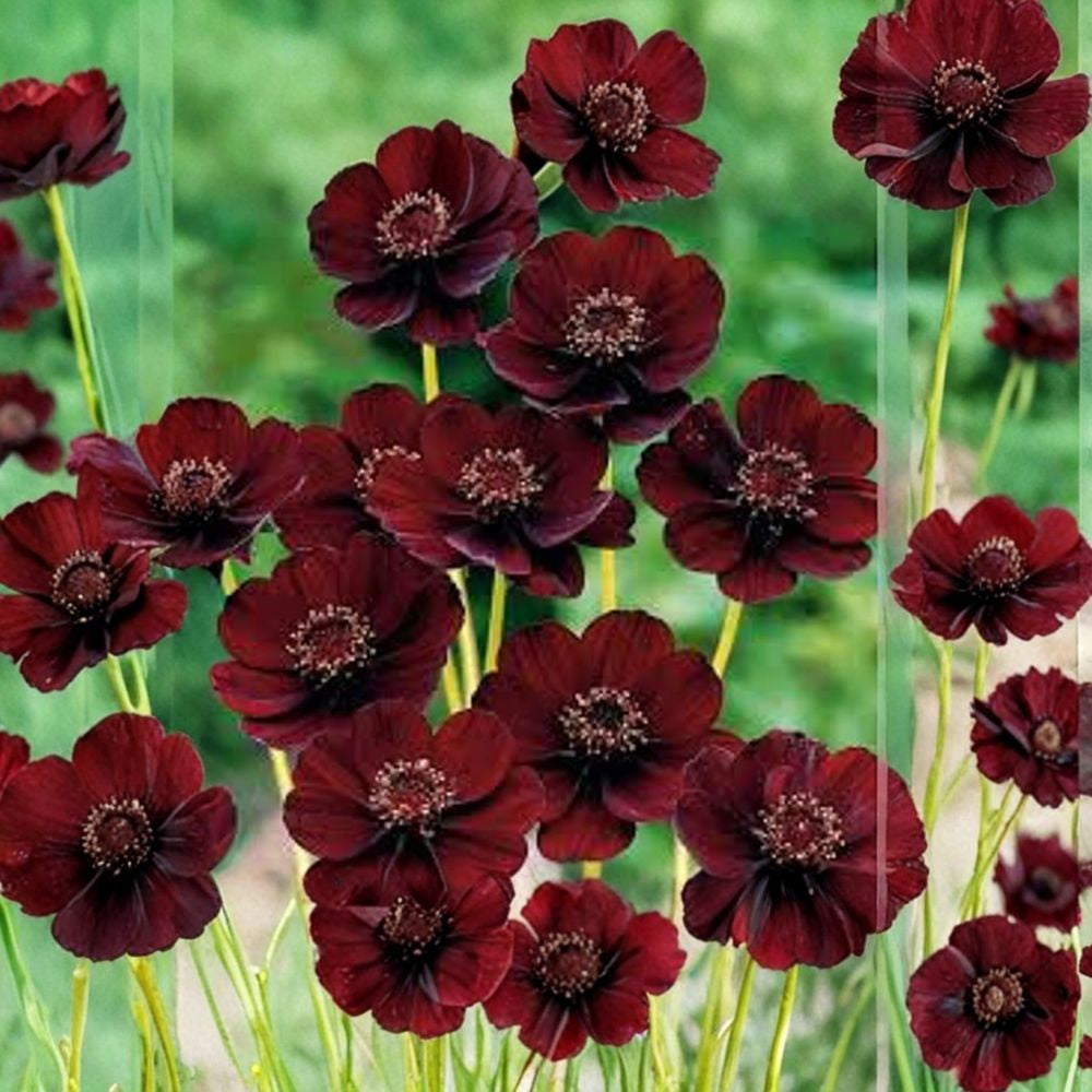 Cosmos atrosanguineus ‘Chocamocha’ – Chocolate Cosmos Live Perennial Plant | 4 Inches Tall | Ships in 3” Pot Chocolate Scented Blooms | Compact Mounding Habit | Long Blooming