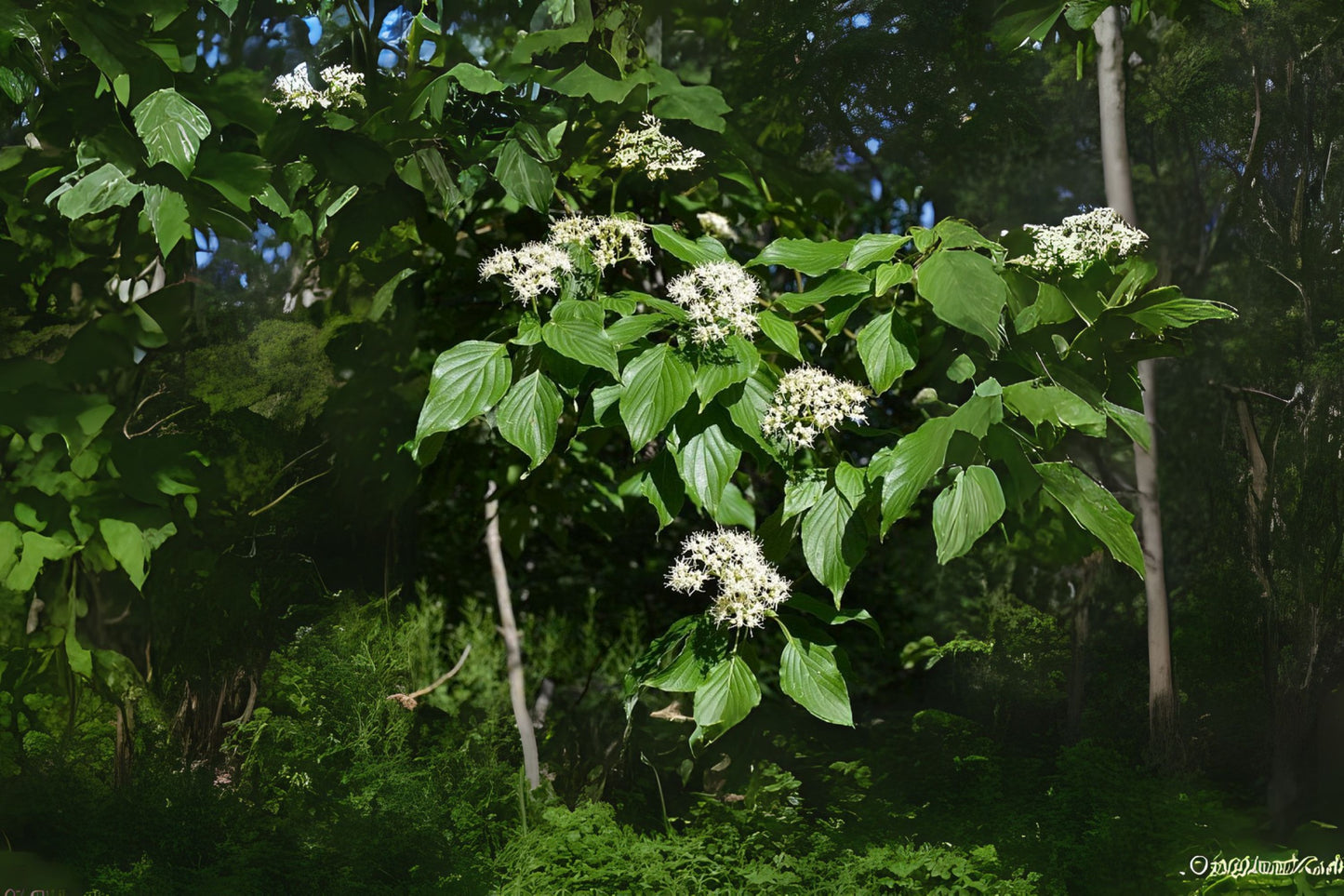 Alternate-leaved Dogwood Alternateleaf Pagoda Dogwood (Cornus alternifolia)