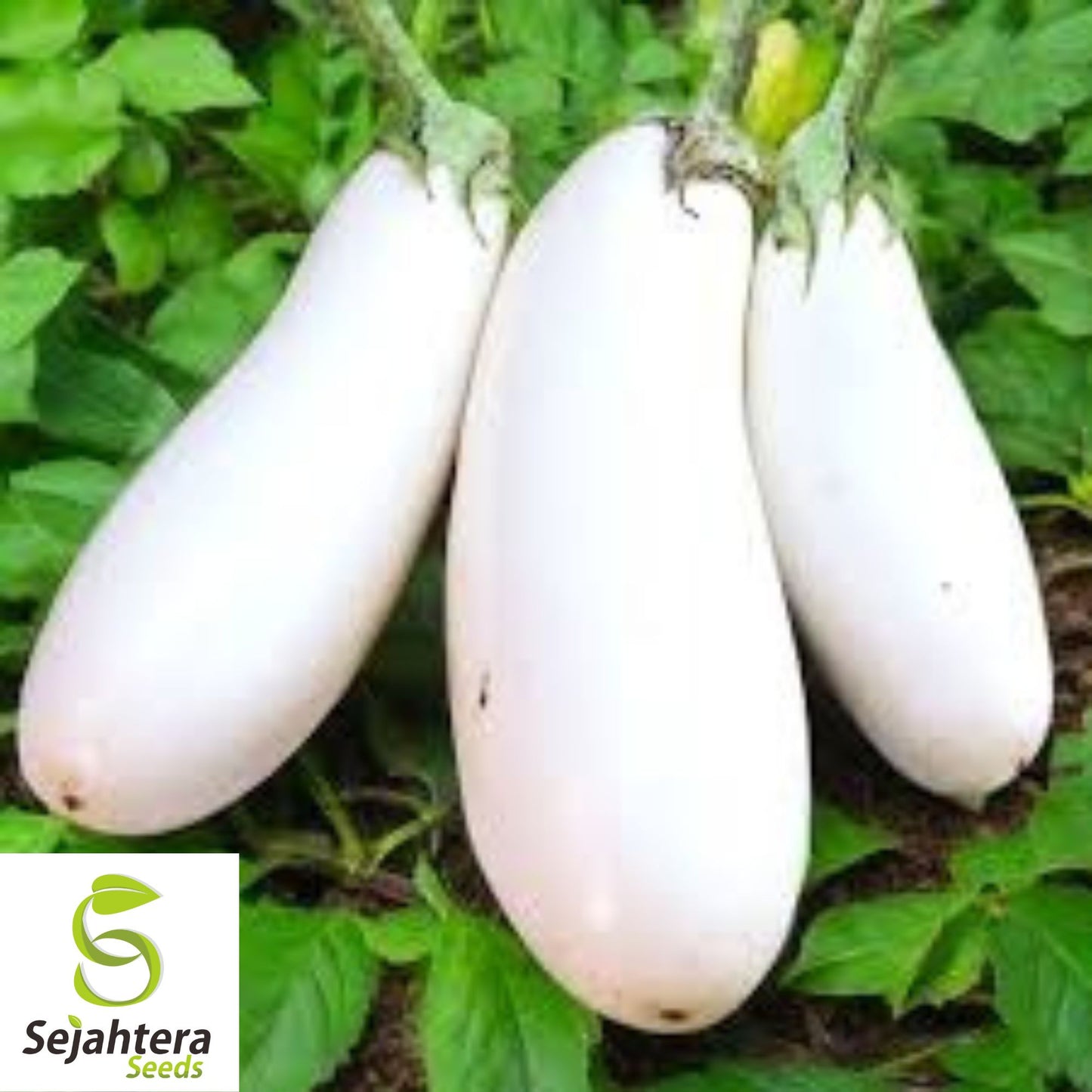 Casper White Eggplant Seeds - 100+ Heirloom, Organic, Non-GMO & Rare
