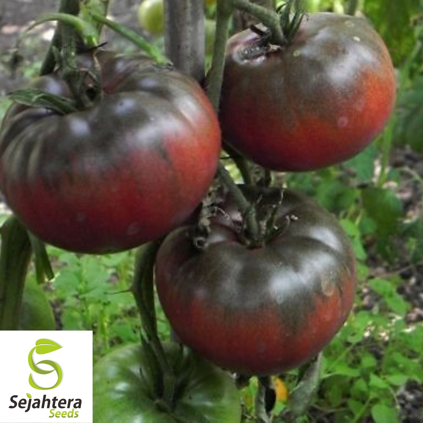 50 Black Krim Tomato Seeds - Heirloom, Non-GMO & Rich Flavor Variety