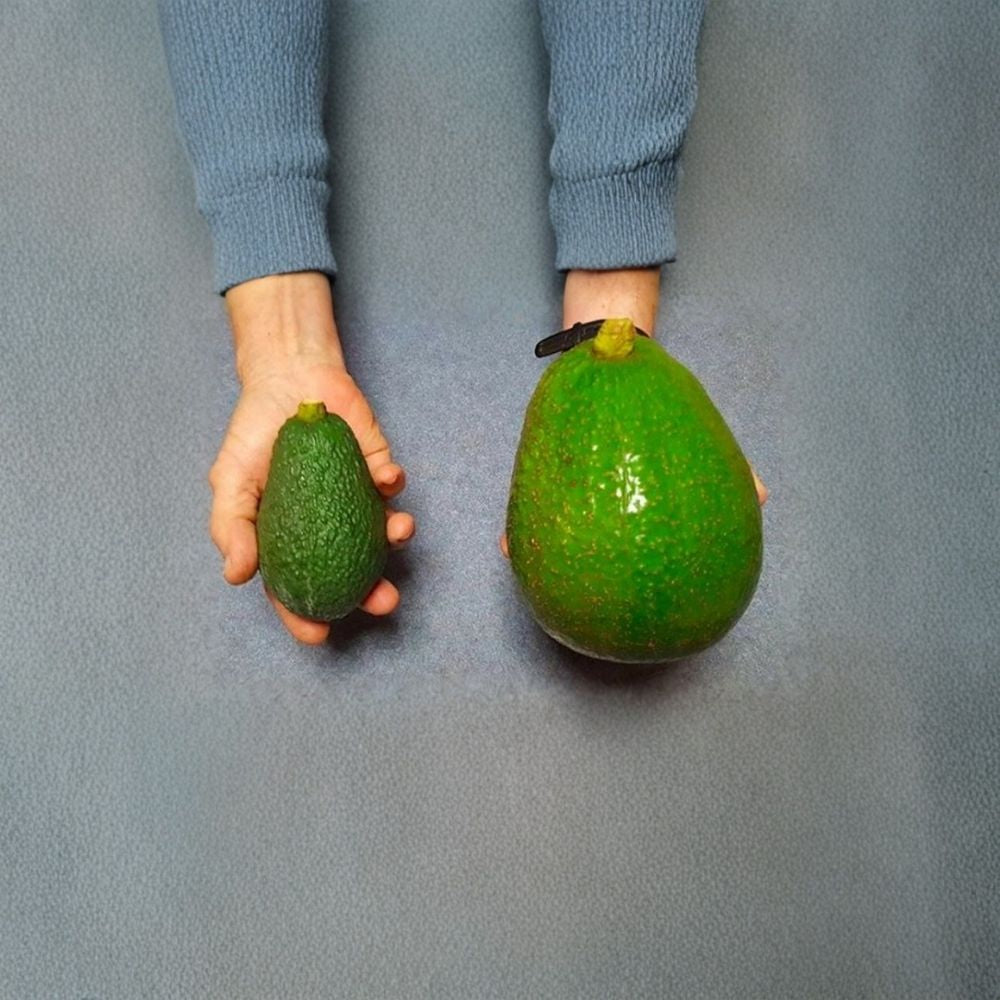 Avozilla Avocado – Persea americana Live Grafted Tree | Cold Hardy Variety | World’s Largest Avocado Australian Selection | Fast Fruiting | Rare Collector’s Tree