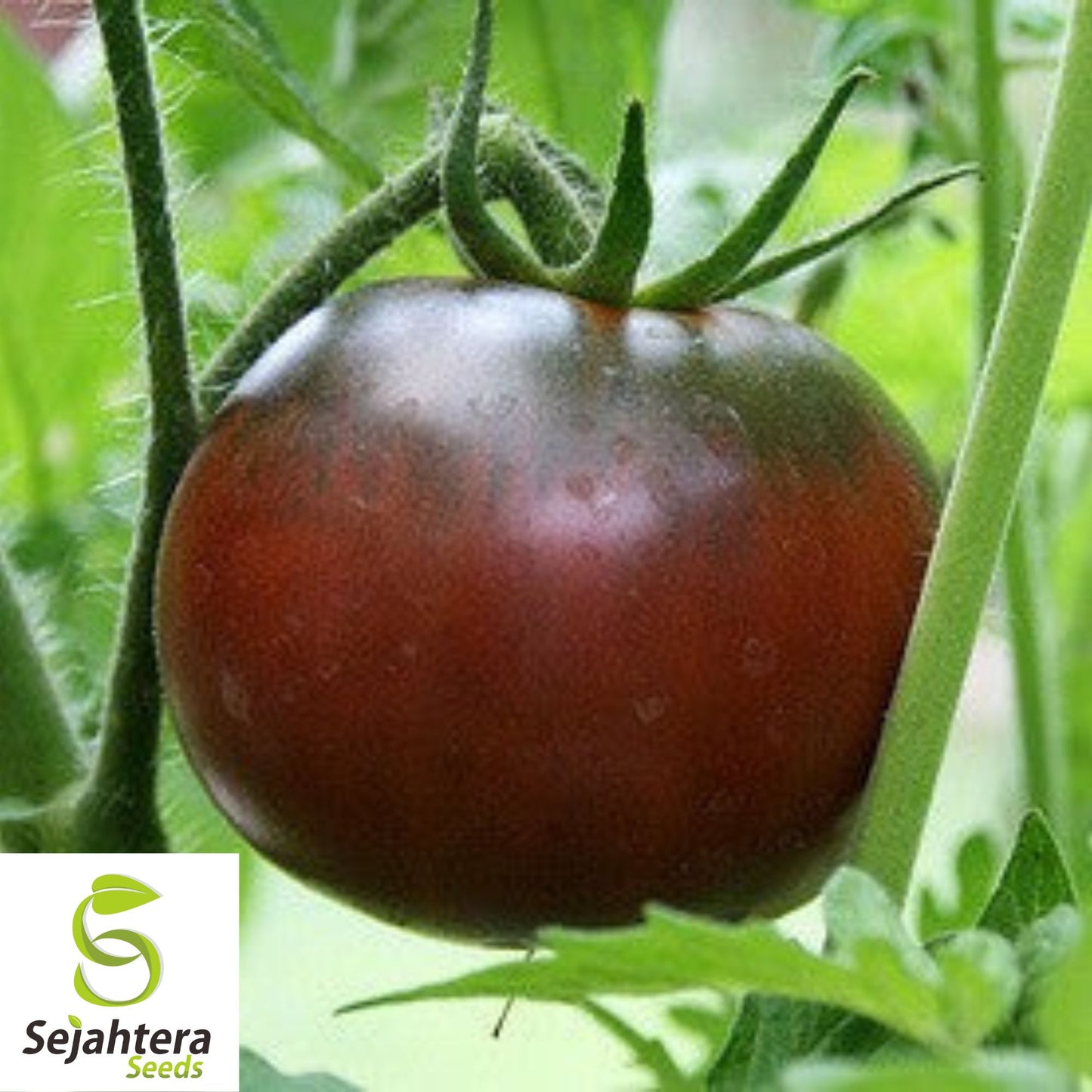 50 Black Krim Tomato Seeds - Heirloom, Non-GMO & Rich Flavor Variety