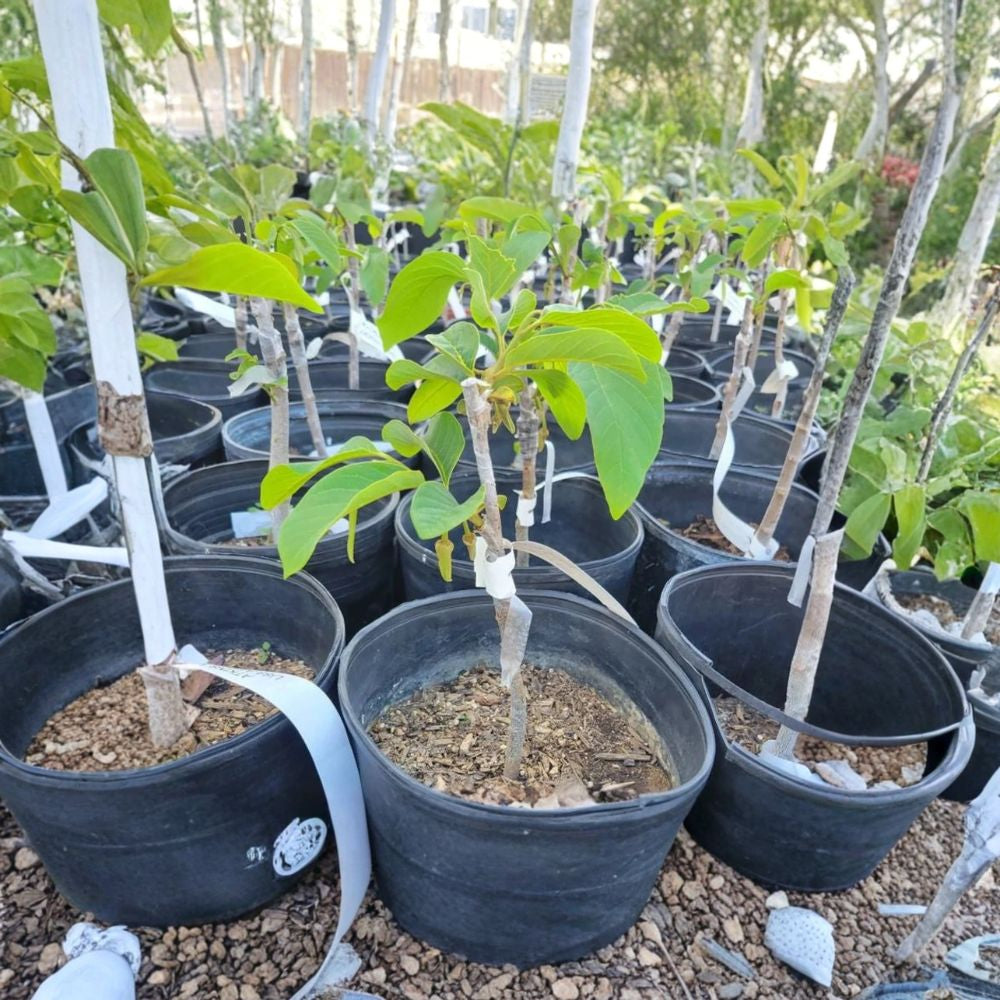 Pierce Cherimoya – Annona cherimola Live Grafted Tree | 1–2 Feet Tall | Ships in 3 Gallon or 6" Pot Sweet Tropical Fruit | Premium Variety | Backyard Orchard Favorite