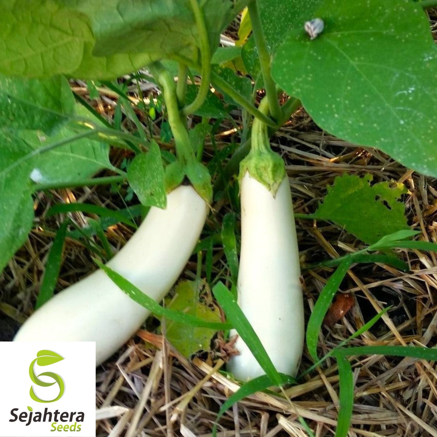 Casper White Eggplant Seeds - 100+ Heirloom, Organic, Non-GMO & Rare