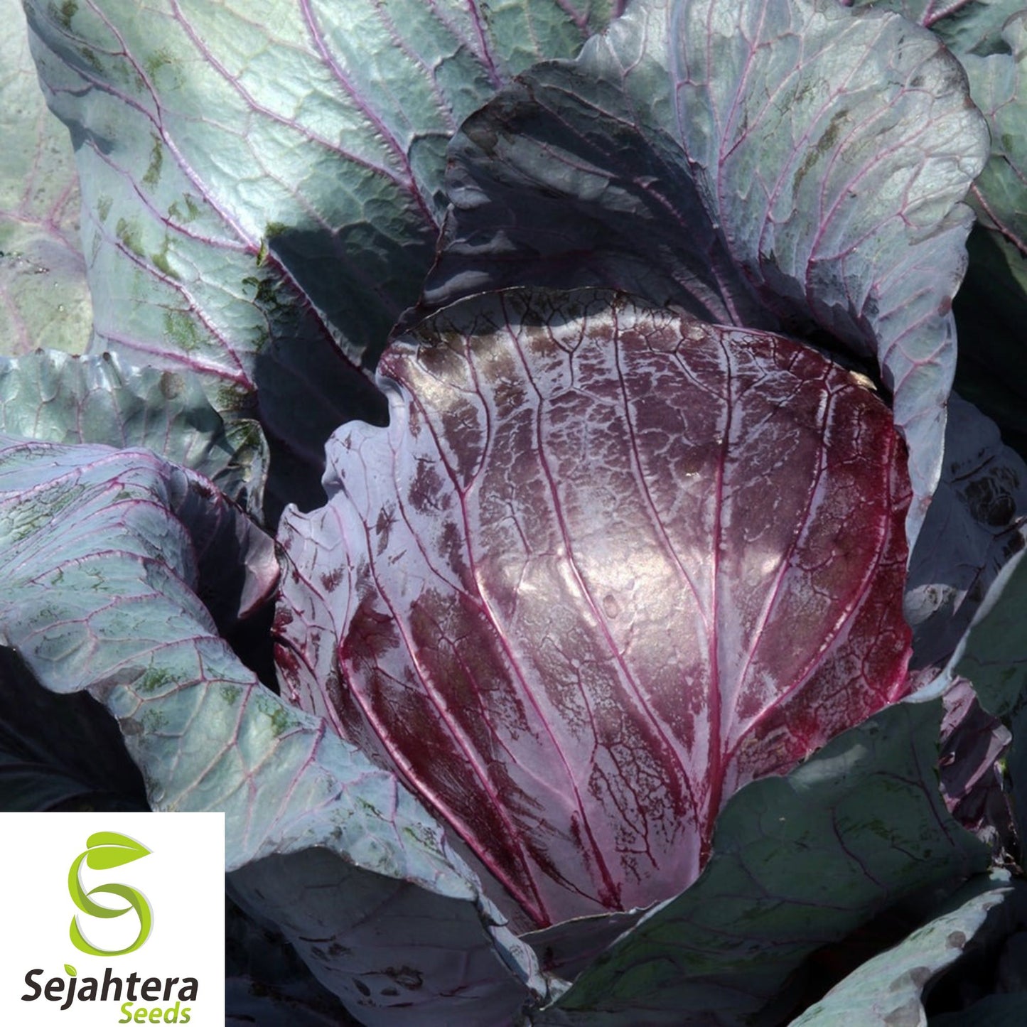 1000+ Red Acre Cabbage Seeds - Heirloom, Organic, Non-GMO, Sweet & Crisp Variety