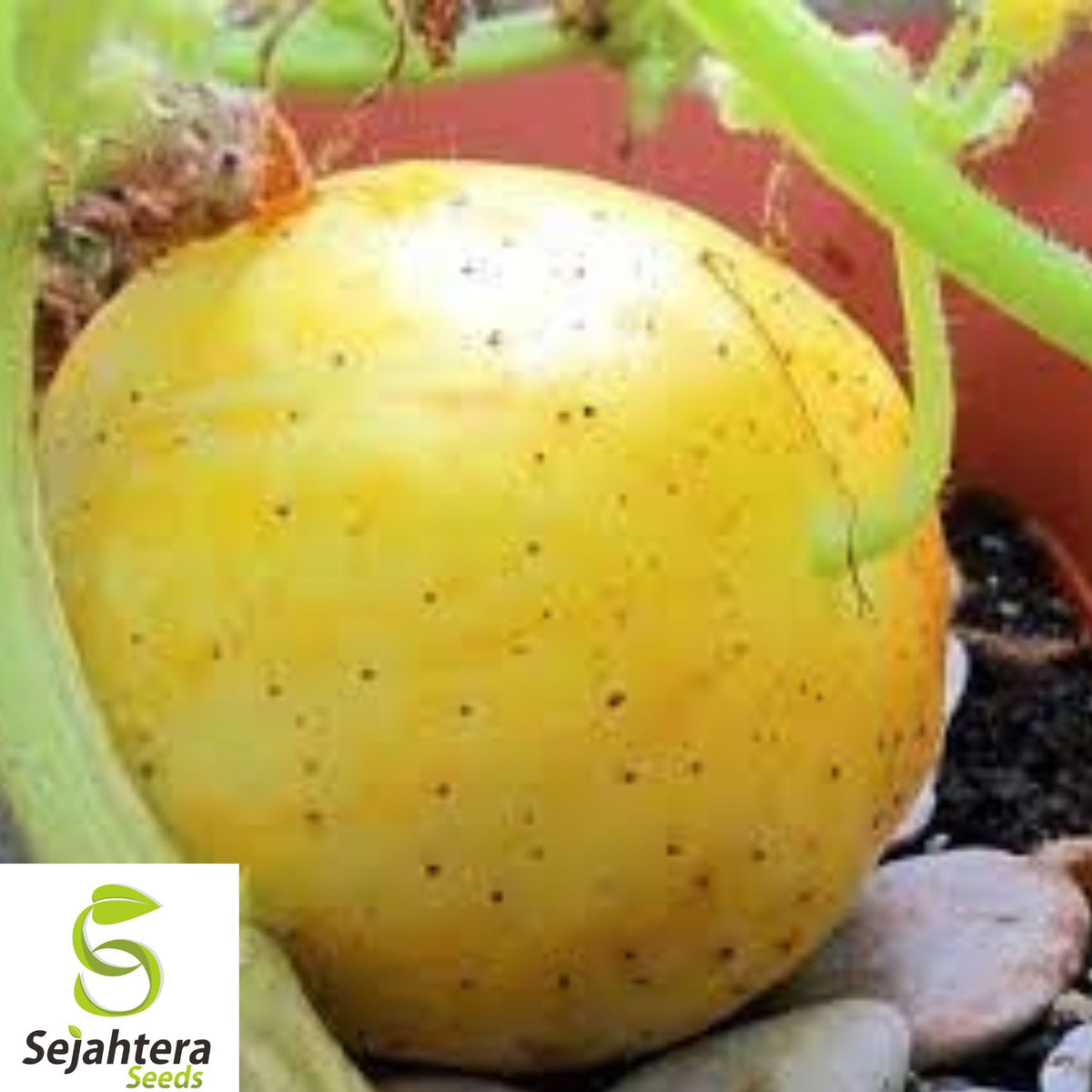 50+ Lemon Cucumber Seeds - Heirloom, Non-GMO, Rare & Sweet Crisp Variety