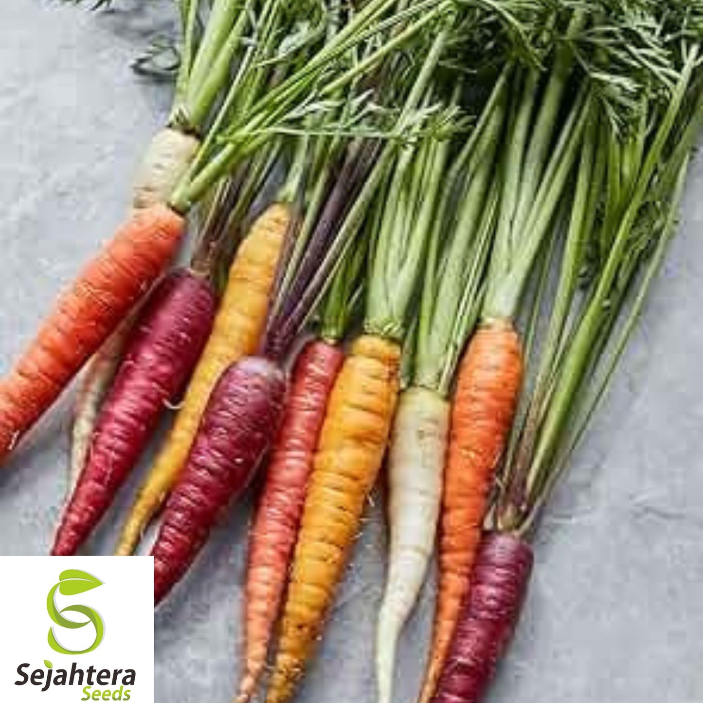 100+ Rainbow Carrot Seeds - Heirloom, Organic, Non-GMO, Colorful & Sweet Blend