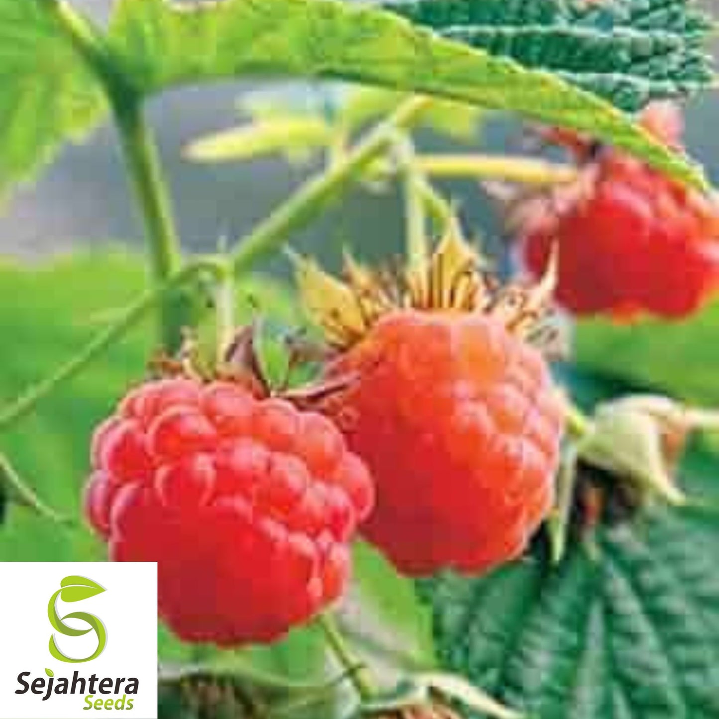 Red Raspberry Seeds {Rubus idaeus} 50+ Seeds | 98% Germination | NON-GMO