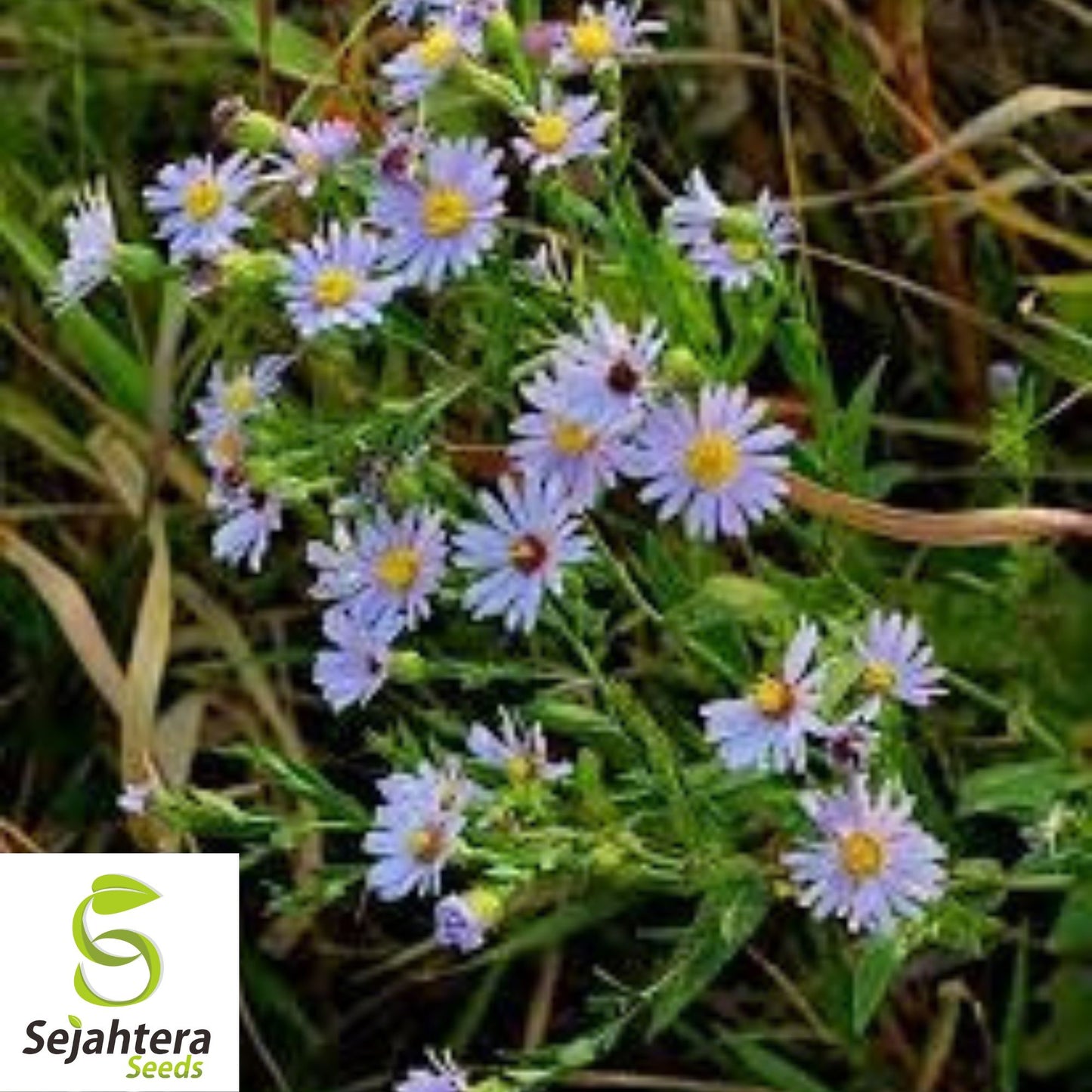 Sky Blue Aster Seeds {Symphyotrichum oolentangiense} 50+ Seeds
