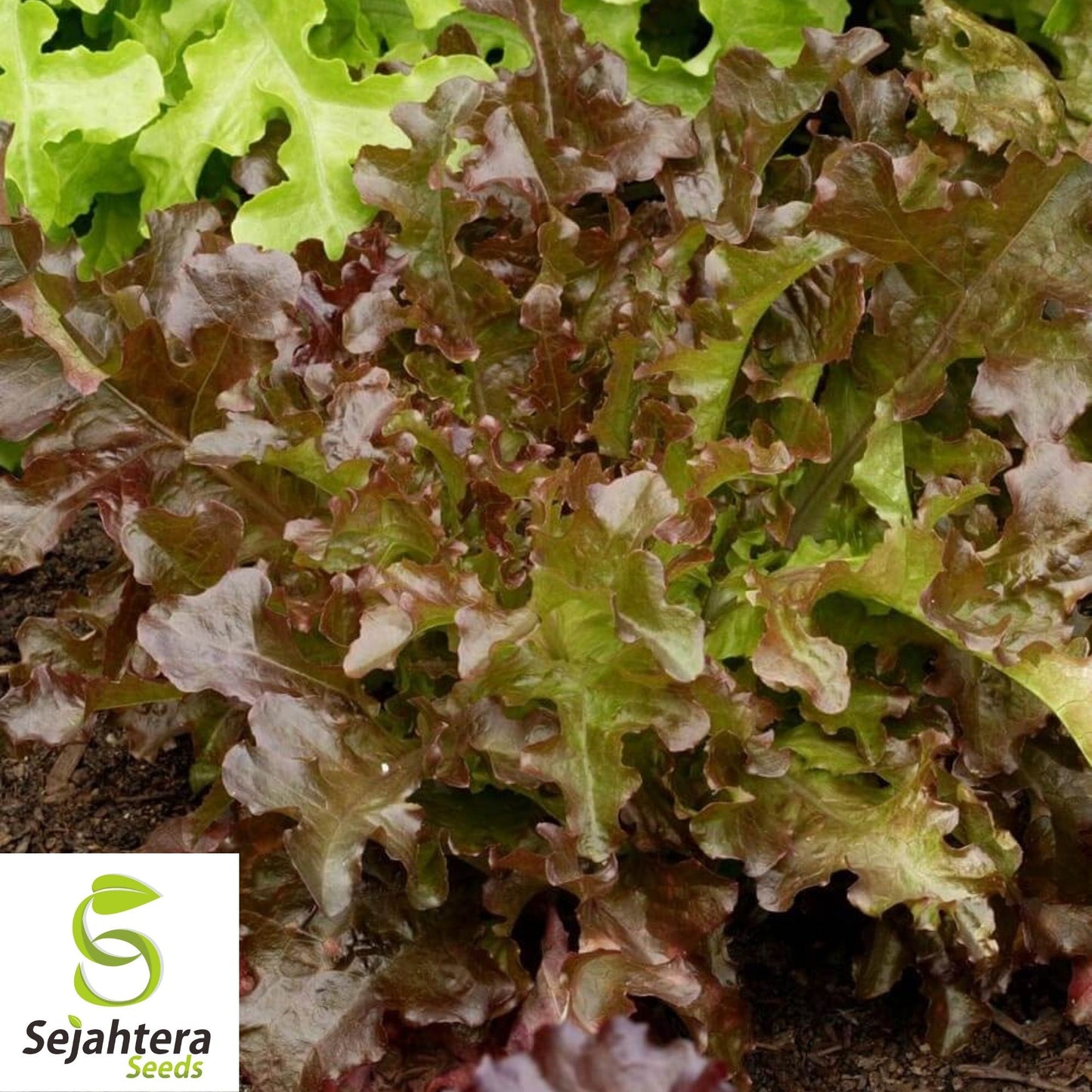 Red Salad Bowl Lettuce Seeds 600+ | Cold Tolerant Vegetable Garden USA