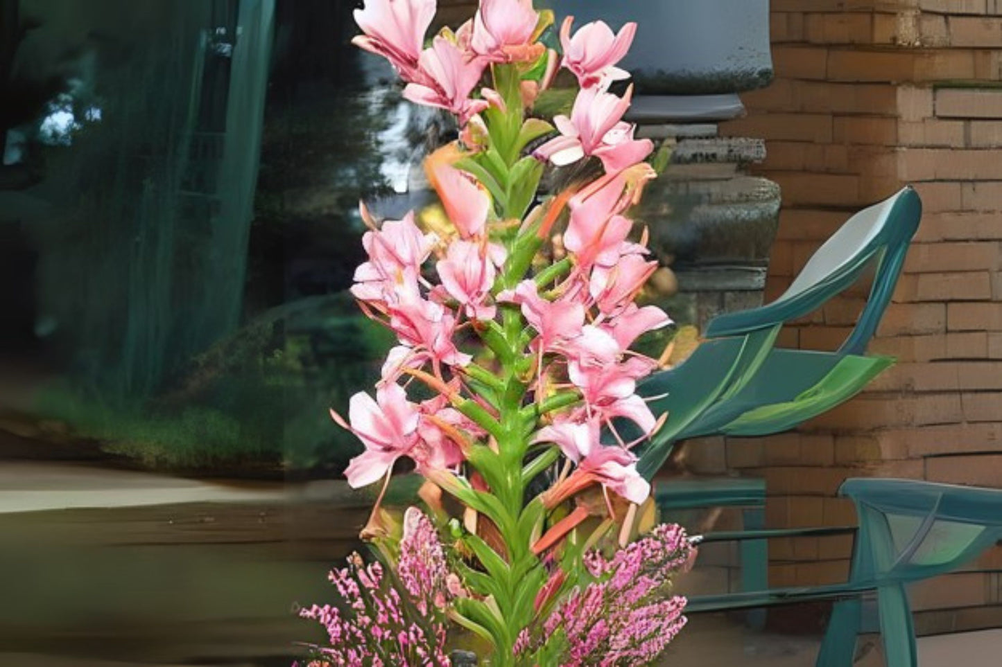 Pink Hedychium Ginger Rhizomes - 2x Coral Rhizomes, Low Maintenance Tropical Plant, Attracts Butterflies - Hedychium spp.