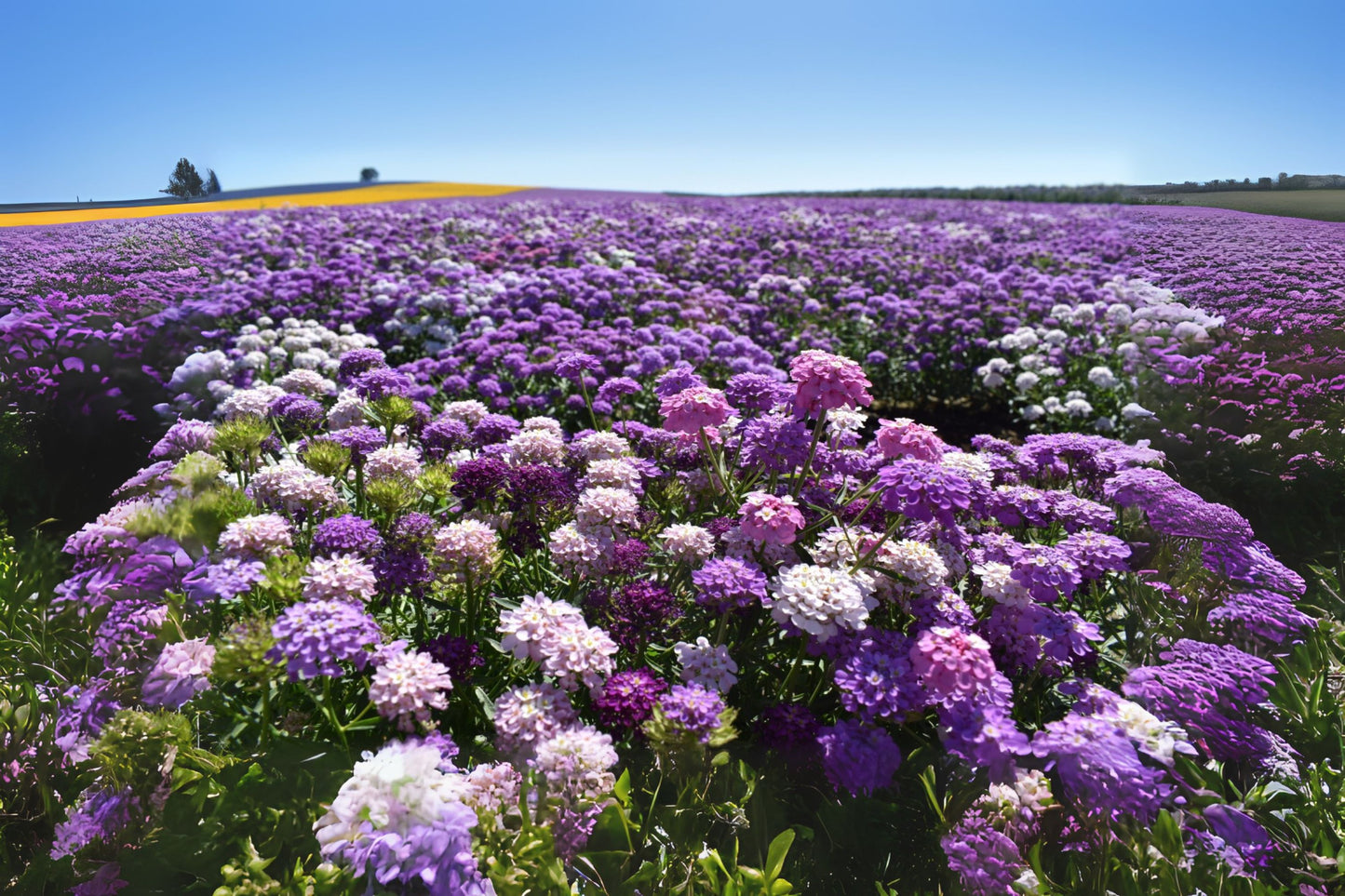 Dwarf Fairy Candytuft (Iberis umbellata 'Dwarf Fairy')