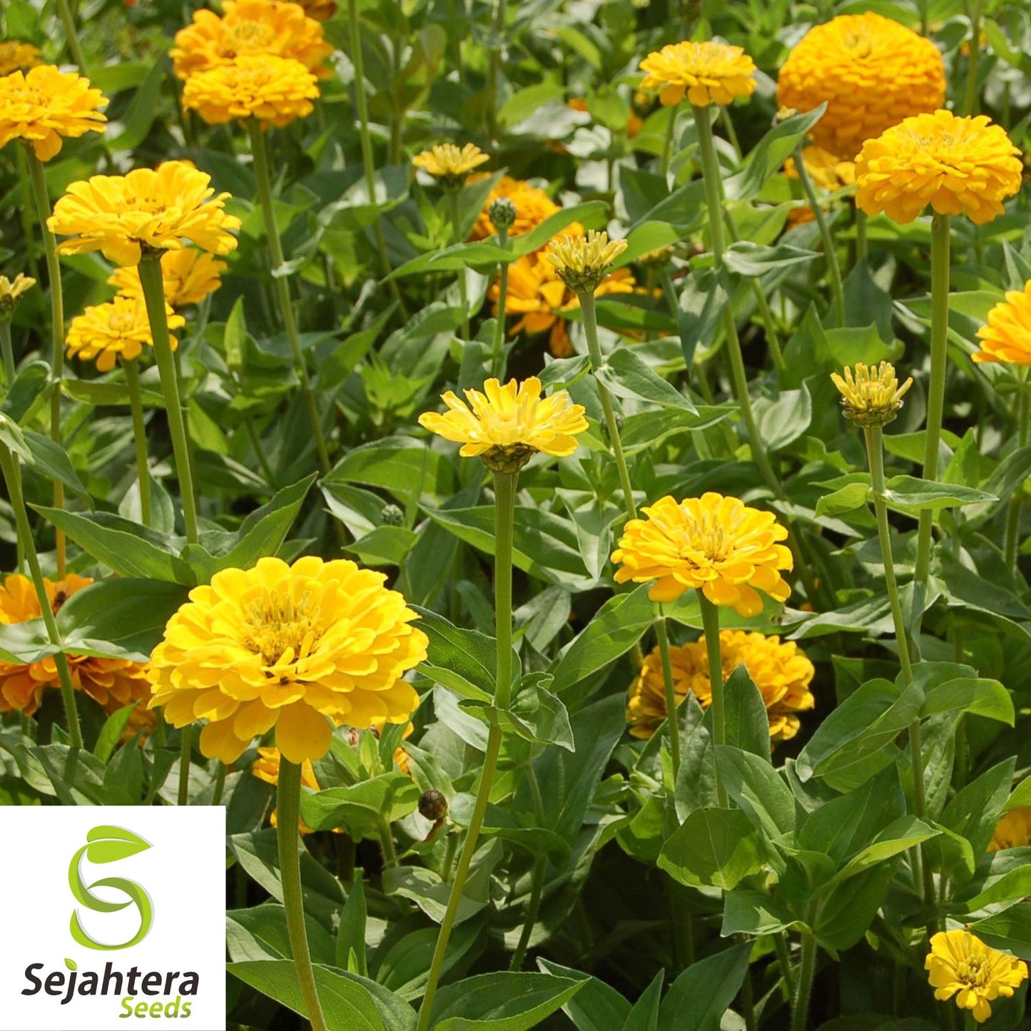 100+ Lava Lamp Zinnia Seeds - Zinnia Elegans, Vibrant Yellow, Orange, Red Blooms