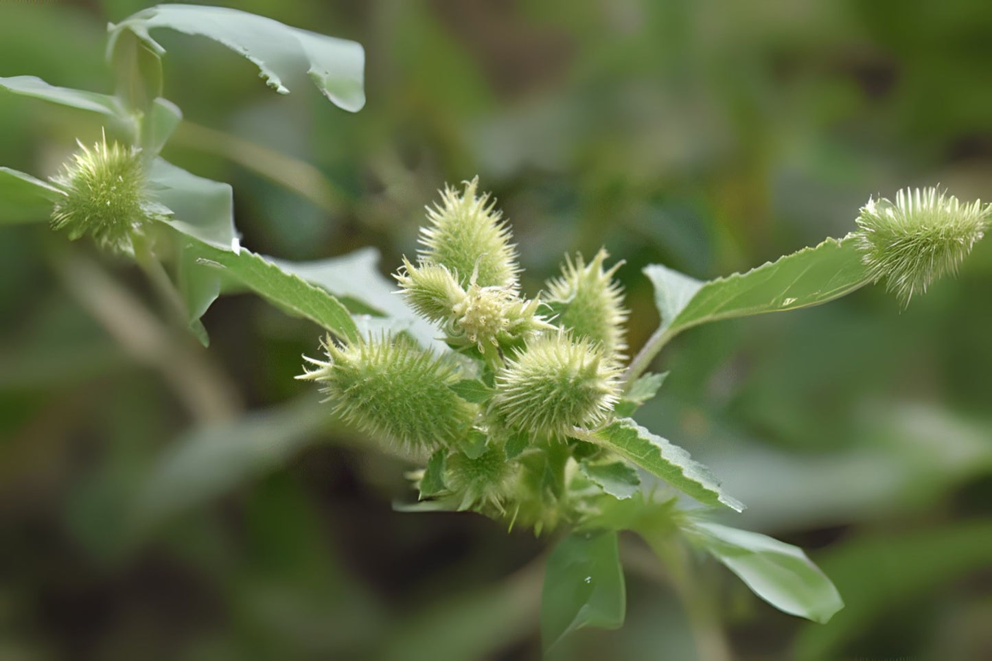 Rough Cocklebur (Xanthium strumarium)
