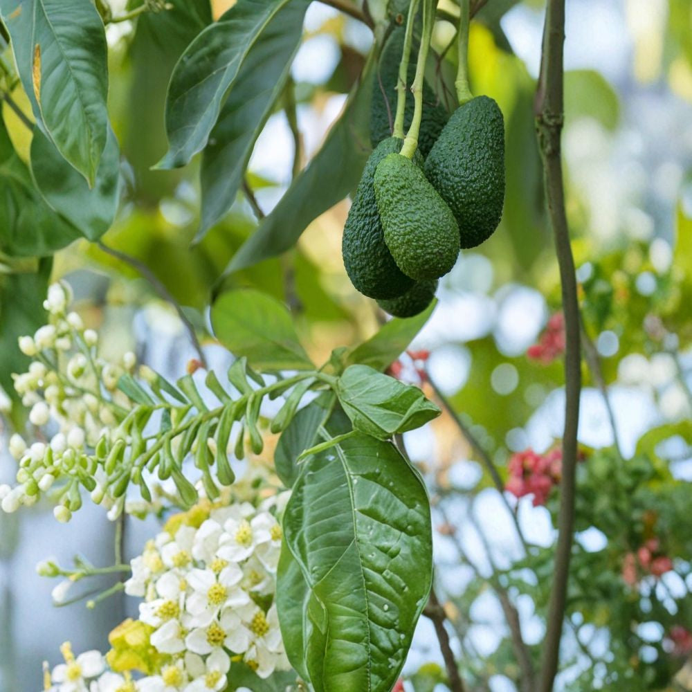 Avocado Tree – Persea americana Live Seedling | 10 Inches Tall | Includes Nursery Pot Tropical Fruit Starter | Patio & Indoor Friendly | Ready to Plant