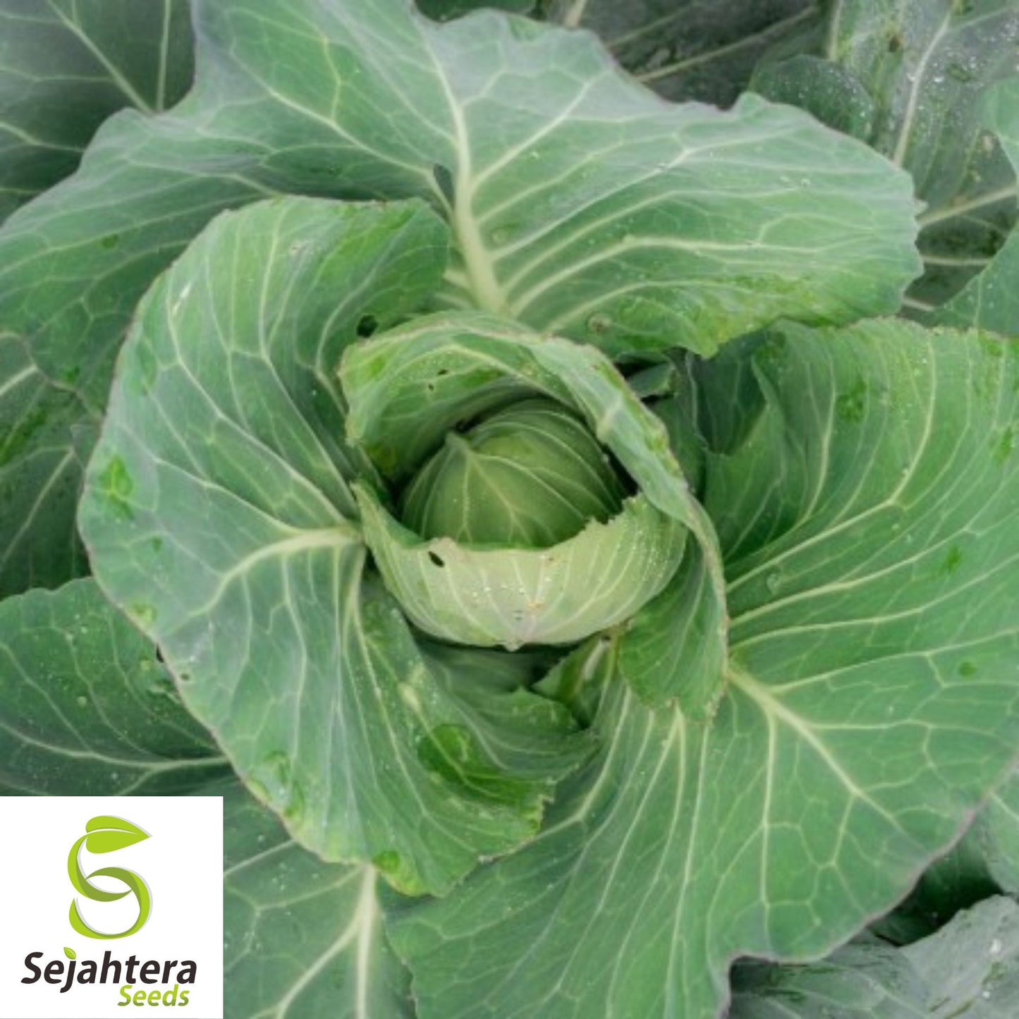 500 Copenhagen Market Early Cabbage Seeds - Non-GMO, Crisp Green Heads