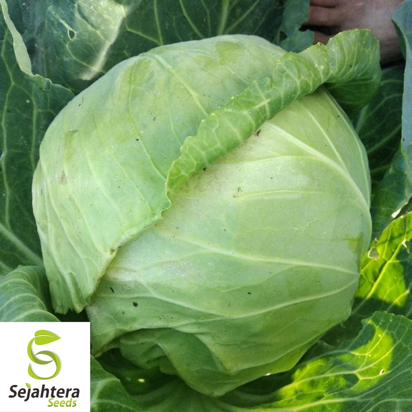500 Copenhagen Market Early Cabbage Seeds - Non-GMO, Crisp Green Heads
