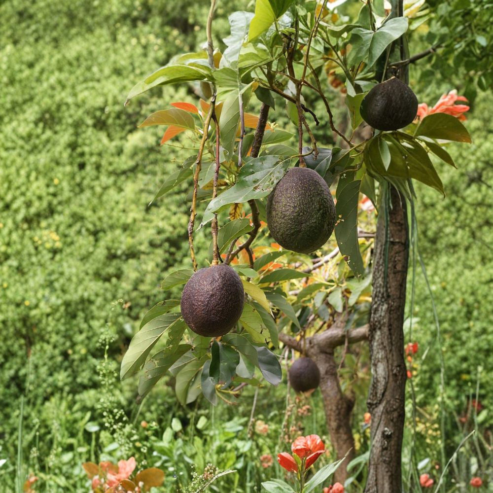Avocado Tree – Persea americana Live Seedling | Approx. 6 Months Old | Starter Plant Indoor & Outdoor Friendly | Container Grower | Easy to Care For