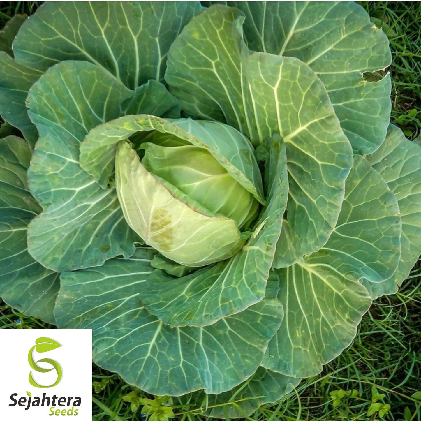 500 Copenhagen Market Early Cabbage Seeds - Non-GMO, Crisp Green Heads