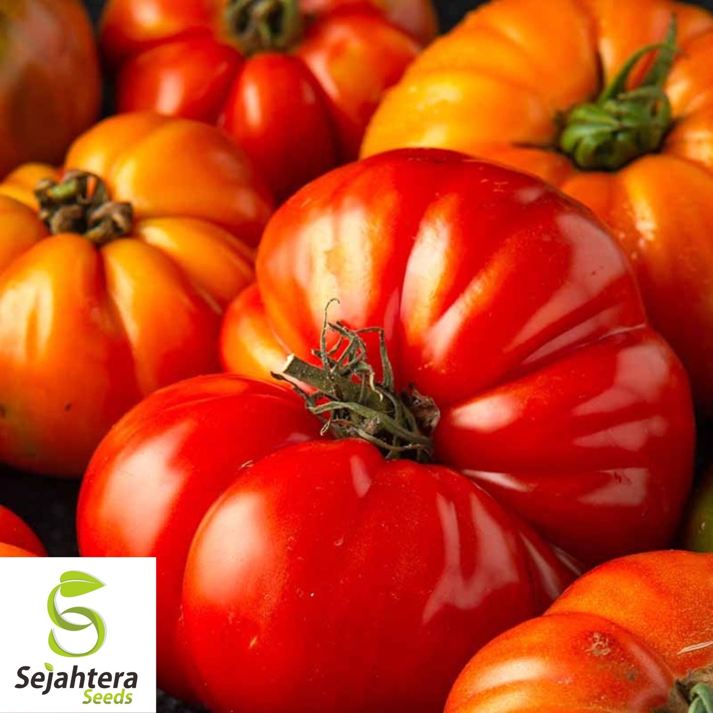 Jersey Tomato Seeds - 120+ Organic, Non-GMO, Beefsteak & Fresh