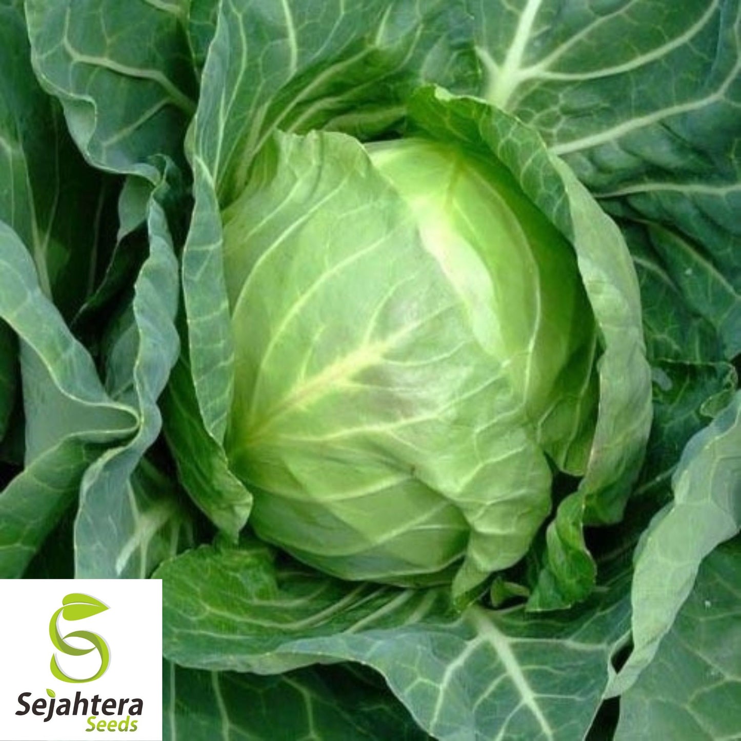500 Copenhagen Market Early Cabbage Seeds - Non-GMO, Crisp Green Heads