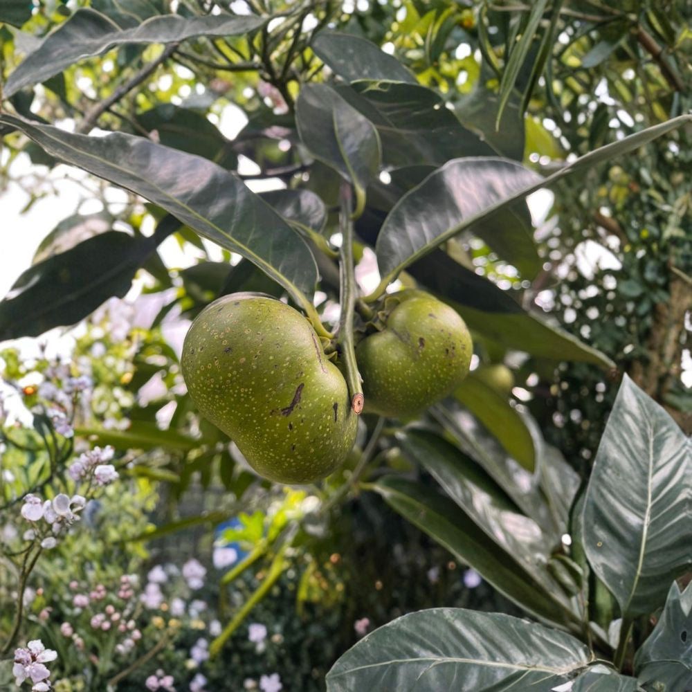 Black Sapote Tree – Diospyros digyna Seed Grown Plant | 1 Gallon Pot | Tropical Fruit Tree Chocolate Pudding Fruit | Backyard Friendly | Rare Edible Tree