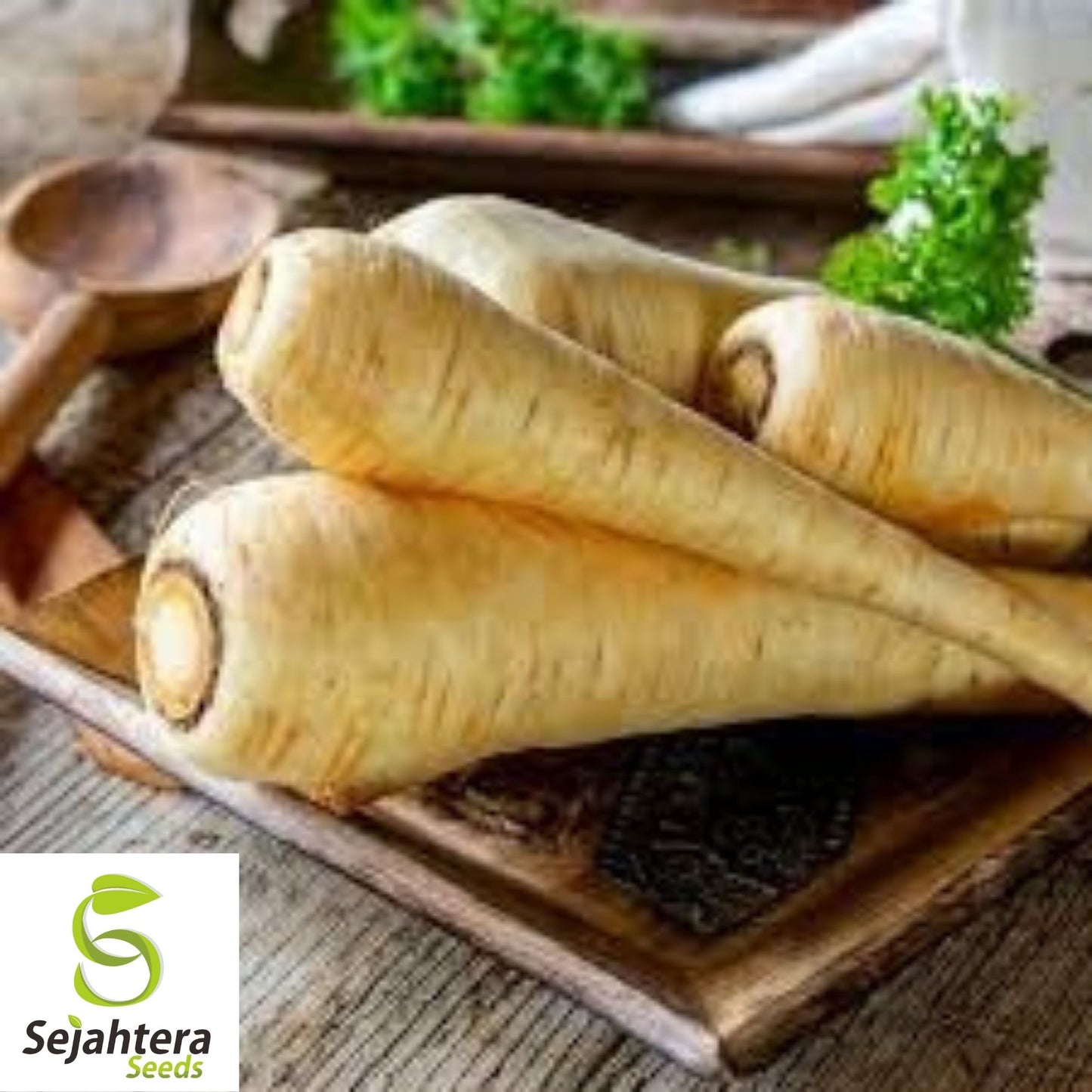 Parsnip Seeds 200+ | All American Vegetable Garden NON-GMO USA