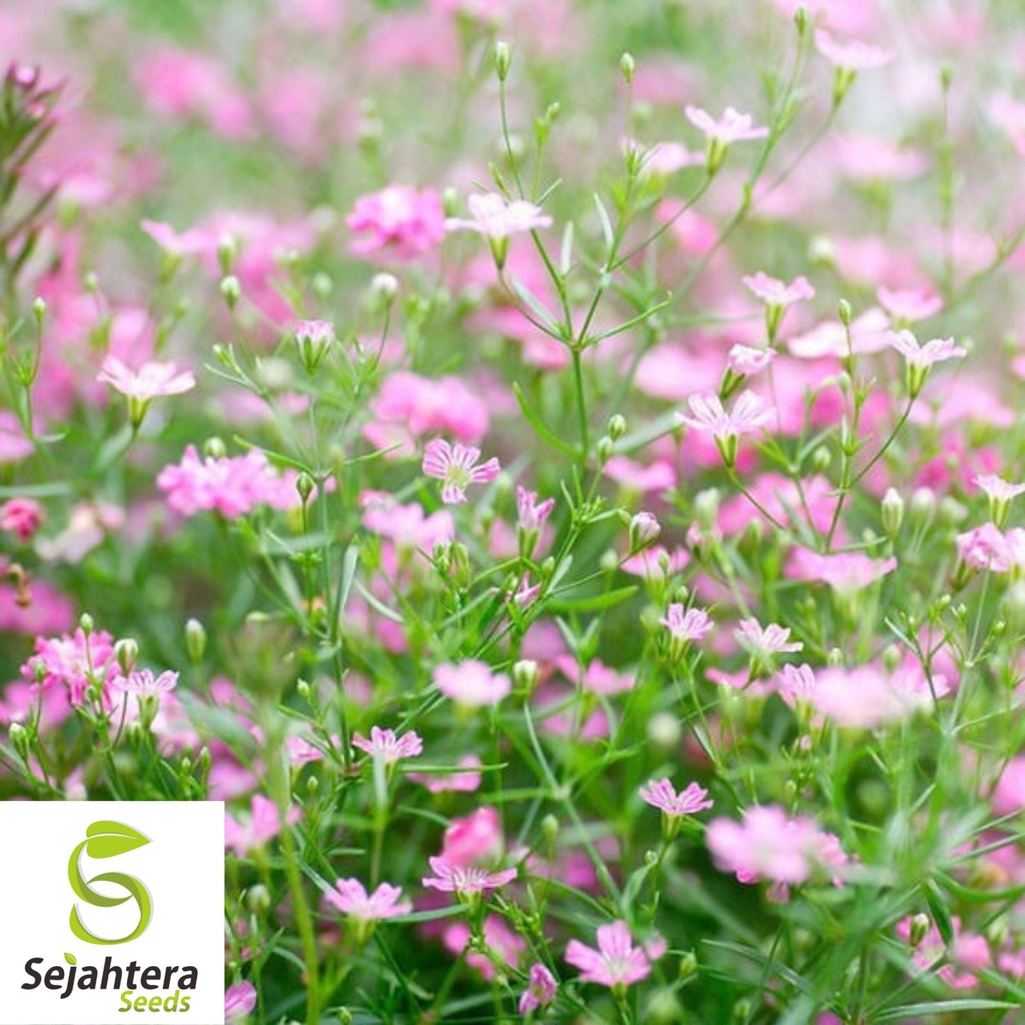 500+ Deep Carmine Baby's Breath Seeds - Gypsophila Elegans, Non-GMO Flower