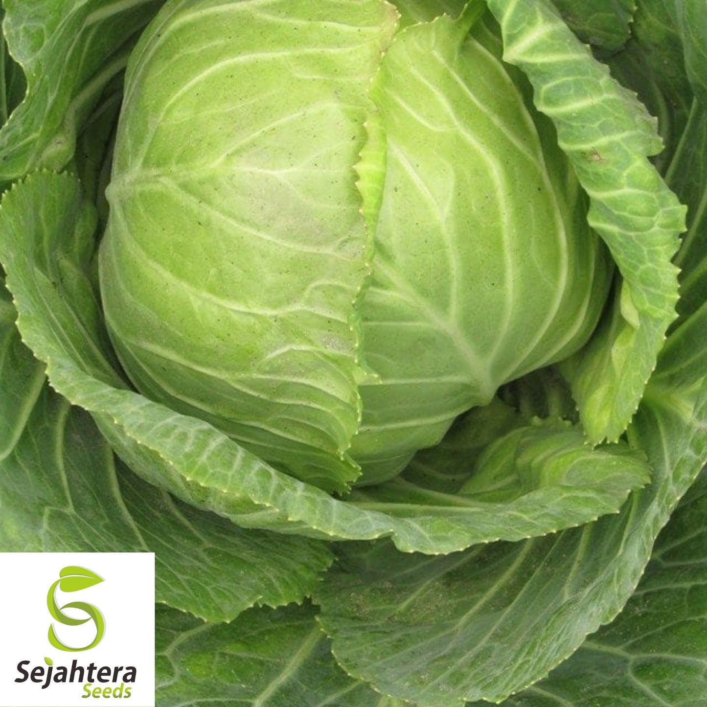 500 Copenhagen Market Early Cabbage Seeds - Non-GMO, Crisp Green Heads